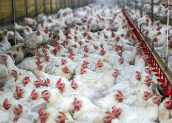Spain imposes nationwide poultry lockdown to prevent spread of avian flu