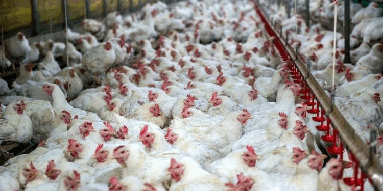 Spain imposes nationwide poultry lockdown to prevent spread of avian flu