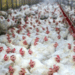 Spain imposes nationwide poultry lockdown to prevent spread of avian flu