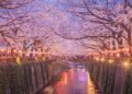Japanese city cancels cherry blossom festival over badly behaved tourists