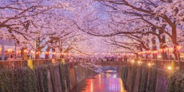 Japanese city cancels cherry blossom festival over badly behaved tourists