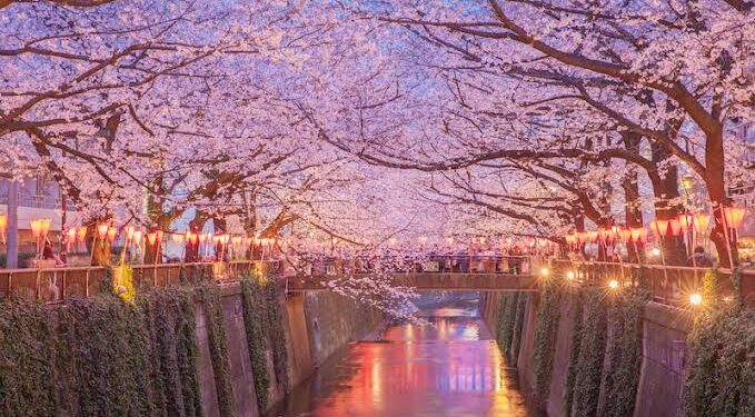Japanese city cancels cherry blossom festival over badly behaved tourists