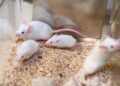 Mammals Cannot Be Cloned Indefinitely, Landmark Mouse Study Finds