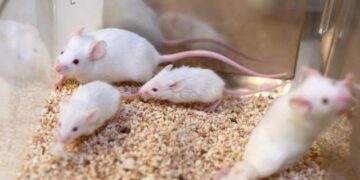 Mammals Cannot Be Cloned Indefinitely, Landmark Mouse Study Finds