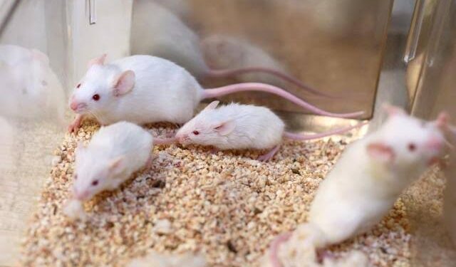 Mammals Cannot Be Cloned Indefinitely, Landmark Mouse Study Finds