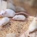 Mammals Cannot Be Cloned Indefinitely, Landmark Mouse Study Finds