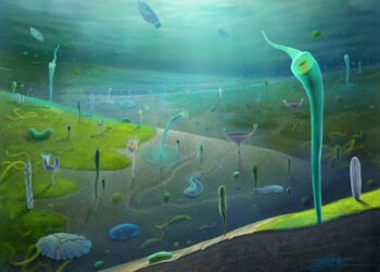 Fossil find reveals primordial burst of evolution