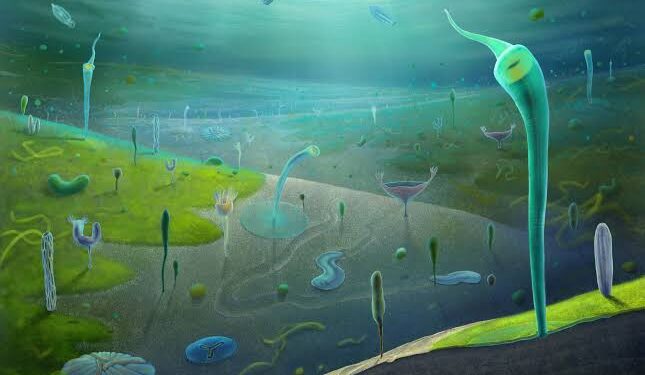 Fossil find reveals primordial burst of evolution