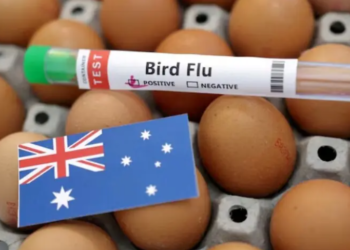H5 bird flu detected in Australian seabird for the first time