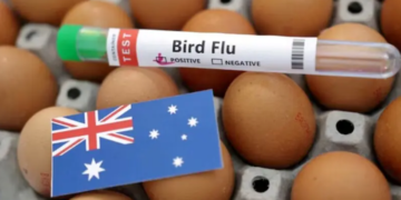 H5 bird flu detected in Australian seabird for the first time