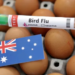 H5 bird flu detected in Australian seabird for the first time