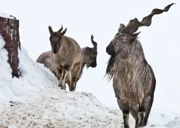 Astore Markhor Hunting Permit Base Price Set at $200,000