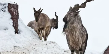 Astore Markhor Hunting Permit Base Price Set at $200,000