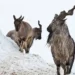 Astore Markhor Hunting Permit Base Price Set at $200,000