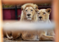 Three Lions Die from Suspected Heatstroke at Tokyo Zoo Amid Extreme Heat