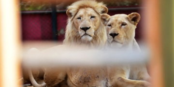 Three Lions Die from Suspected Heatstroke at Tokyo Zoo Amid Extreme Heat